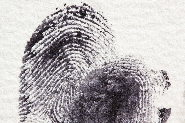 fingerprint, dactylogram, papillary ridges
